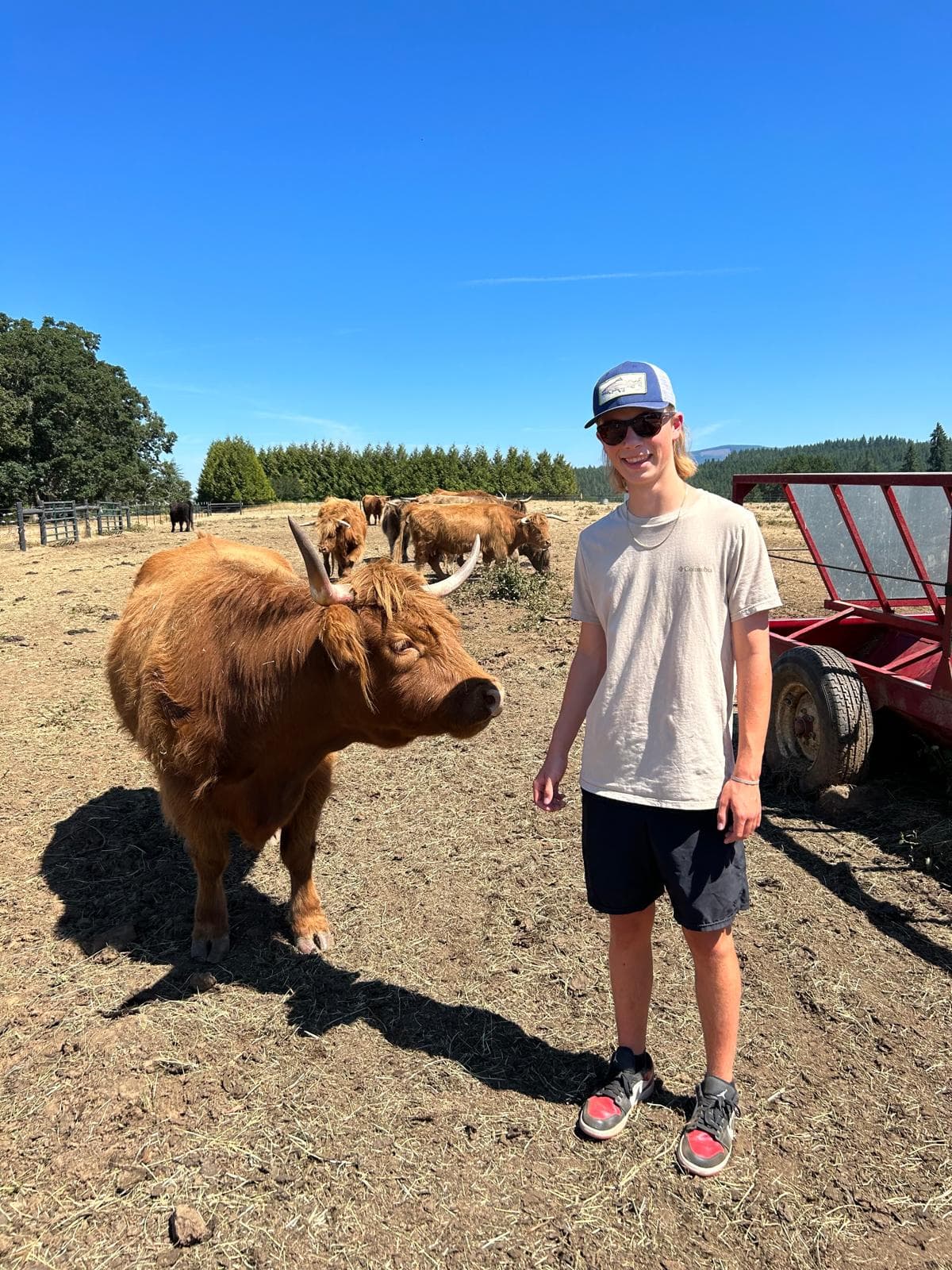 Oliver Hervey greeting a highland cow in the pasture