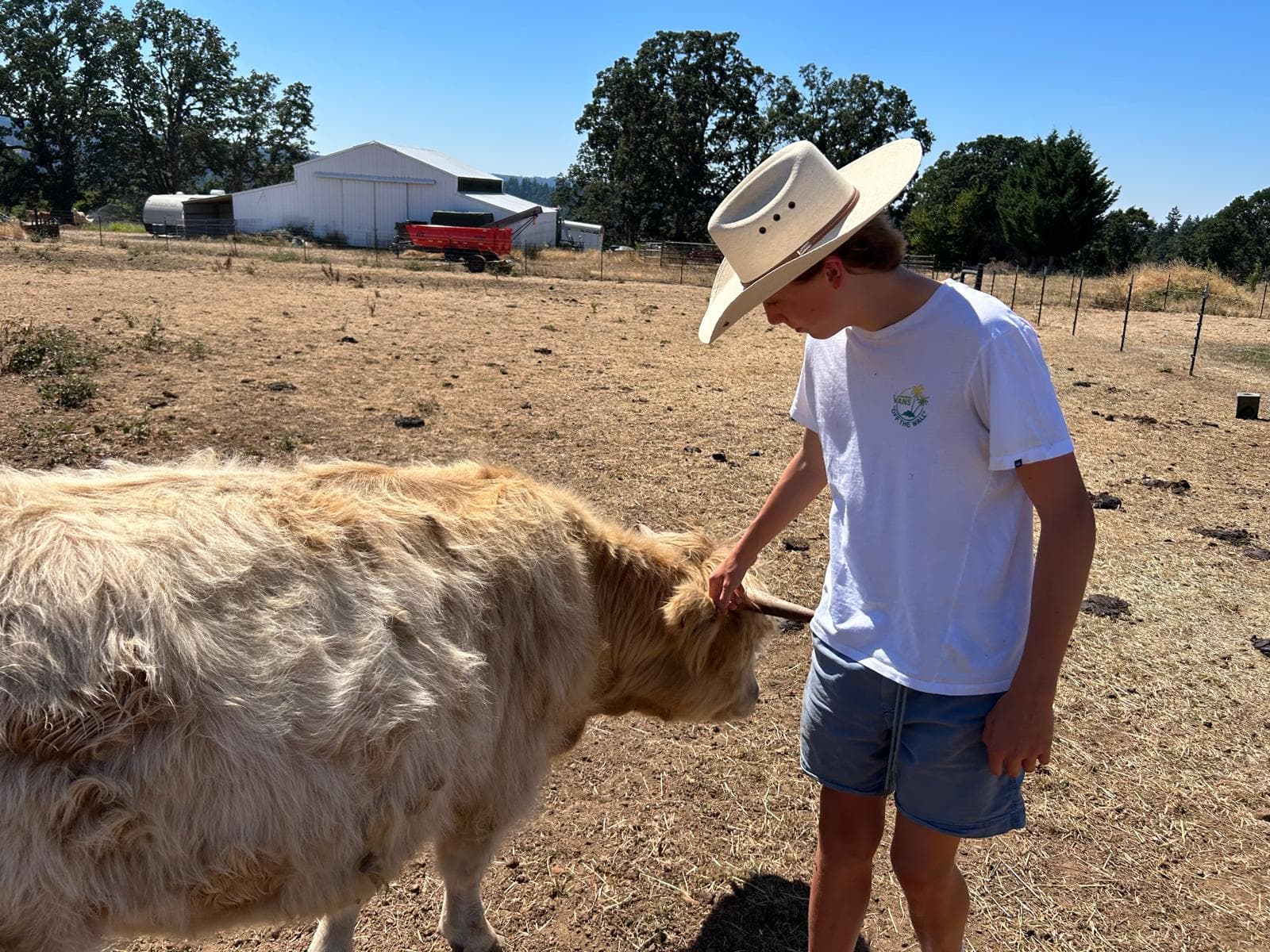 August Hervey standing beside a highland cow on a sunny day