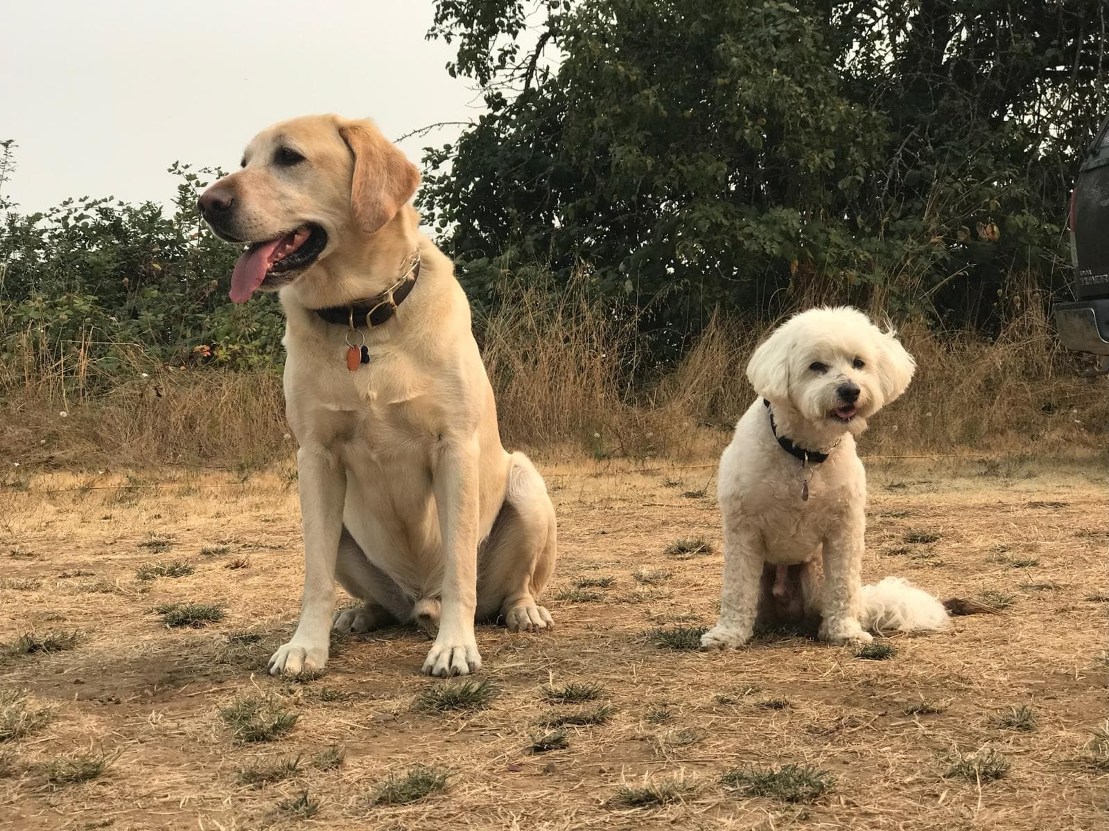 Doggos of the Farm