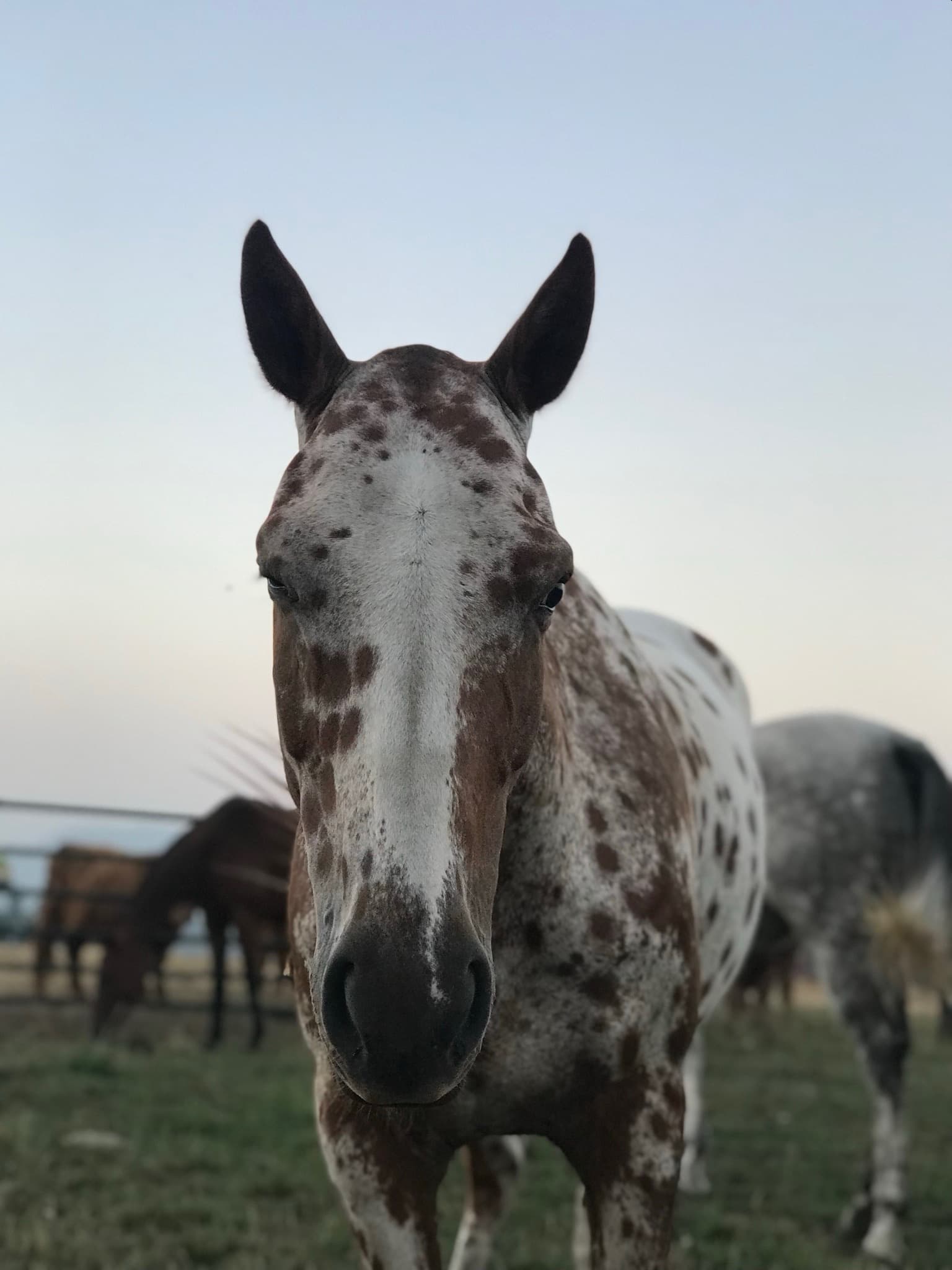 The Polo String Detail